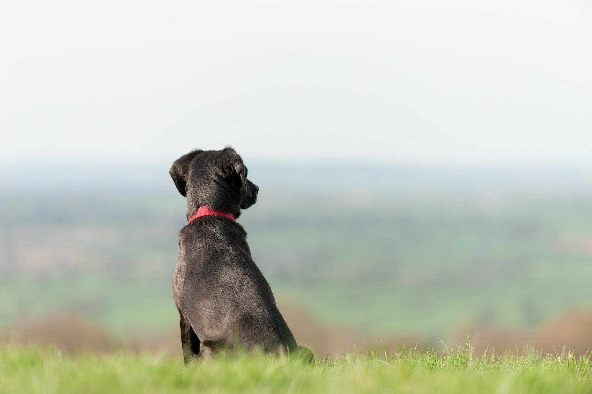 Why Microchip Your Pet? Oroville Animal Health Center Oroville