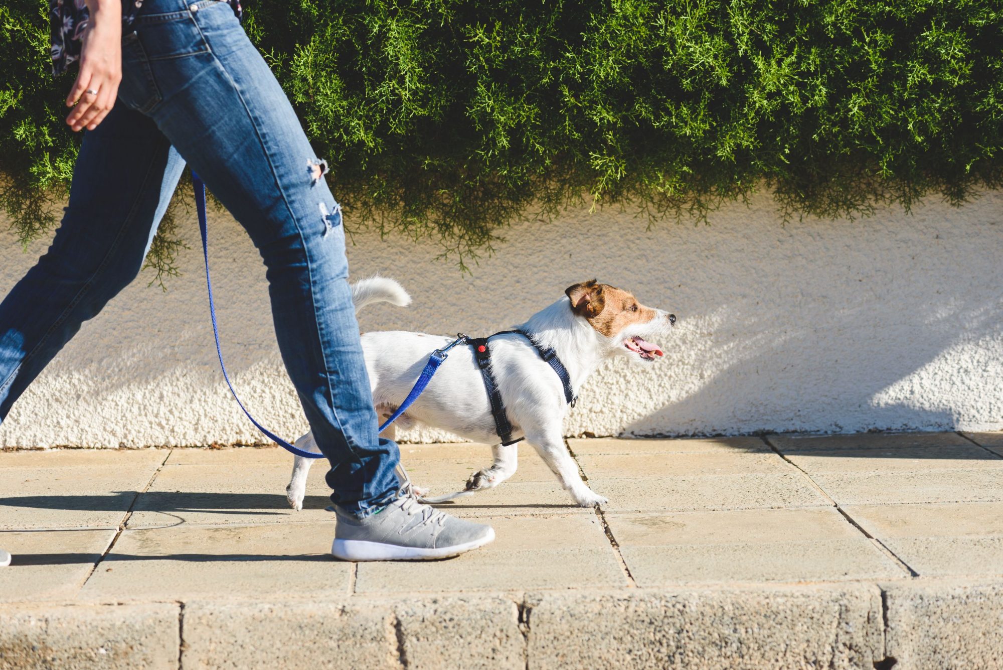 Hot Dog! Keep Your Pet’s Paws Safe from the Summer Heat