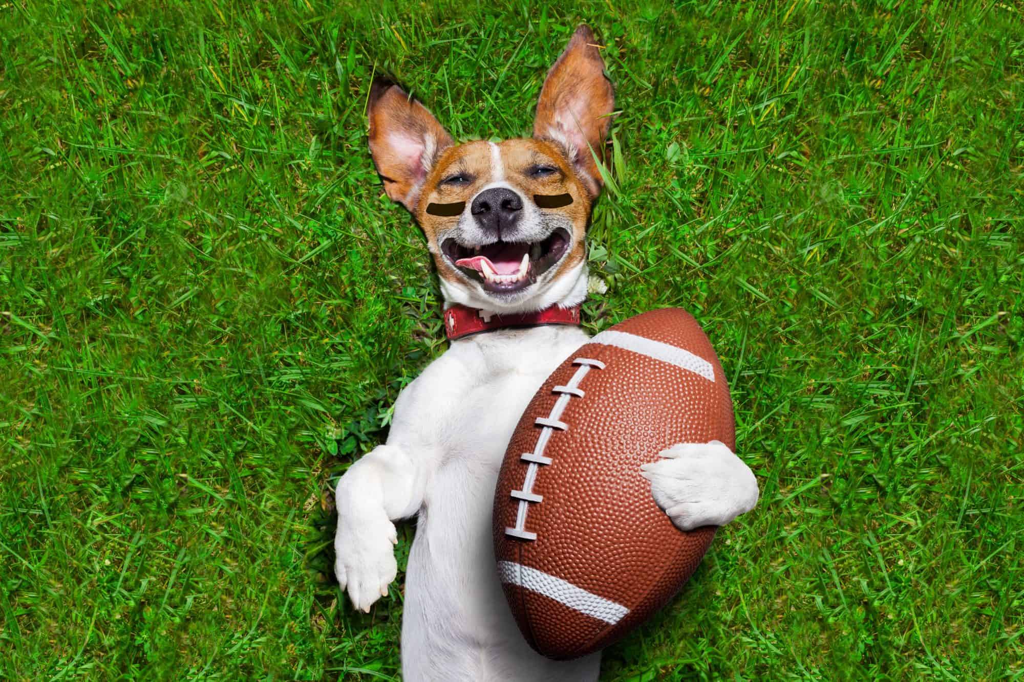 Dog with football.