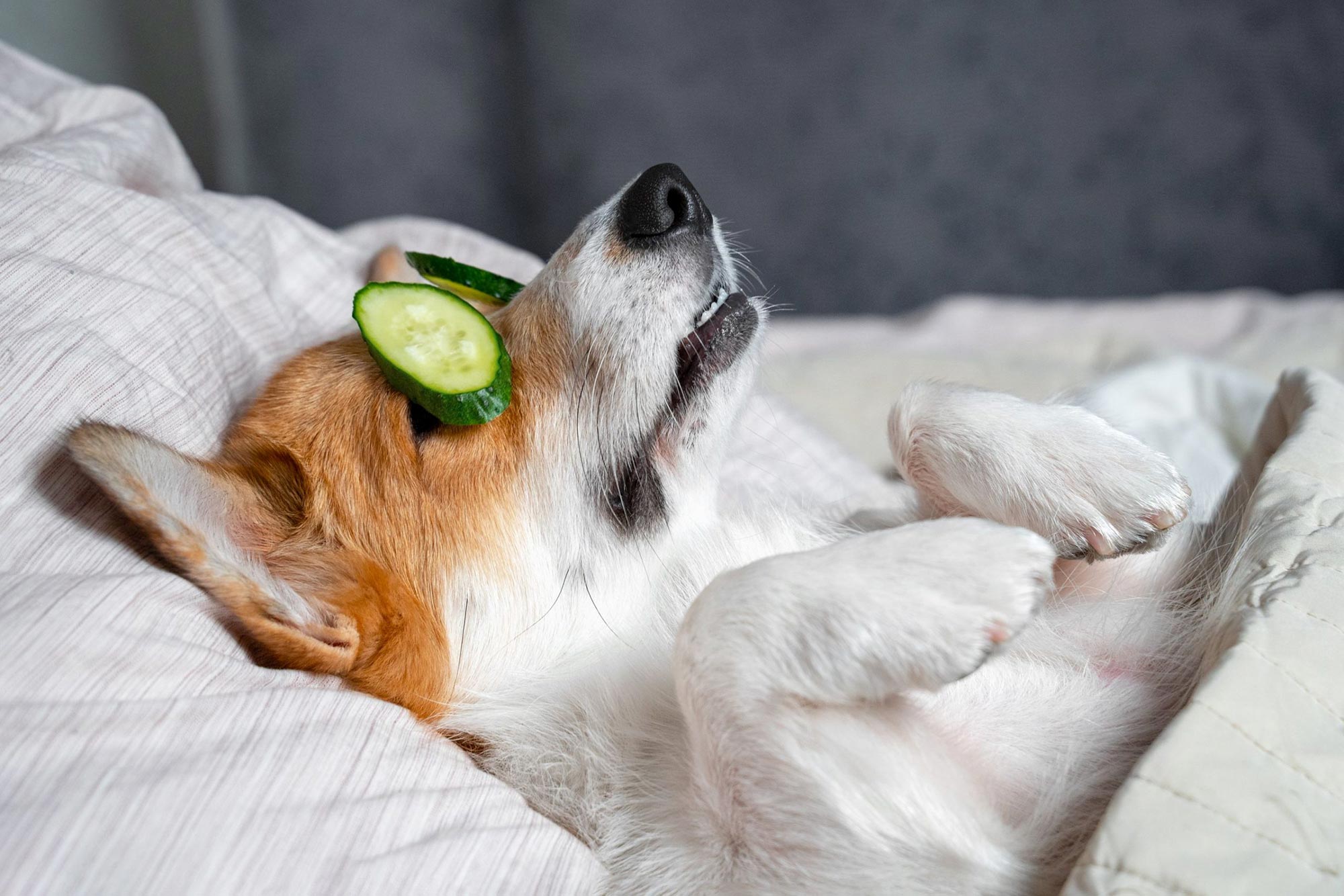 Dog getting pampered during National Pet Month celebration