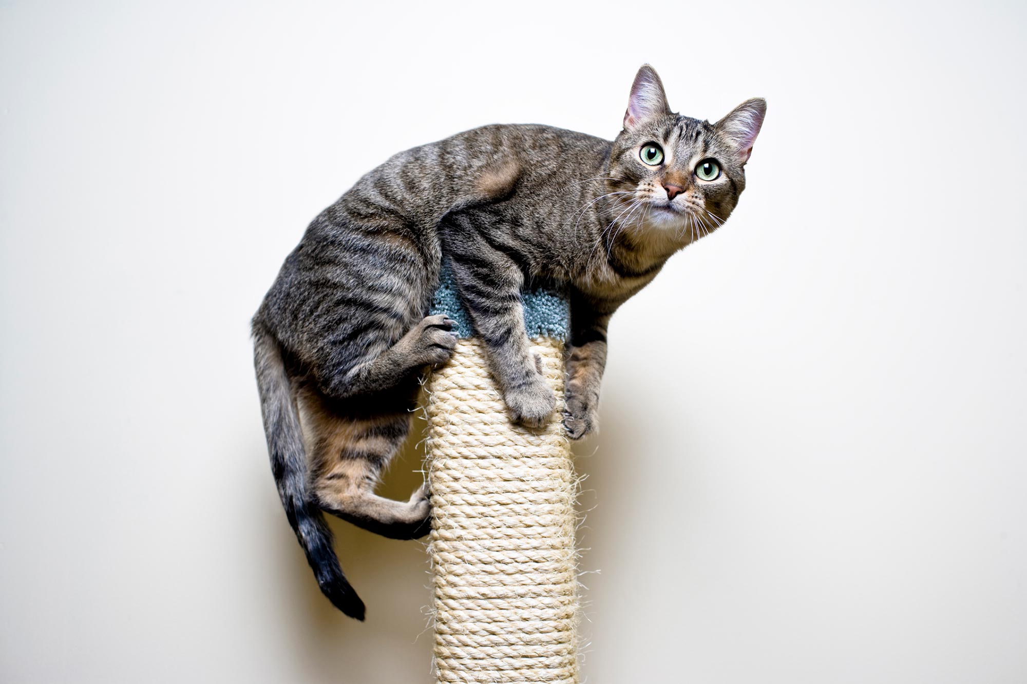 Gray kitten playing with a toy in its new home