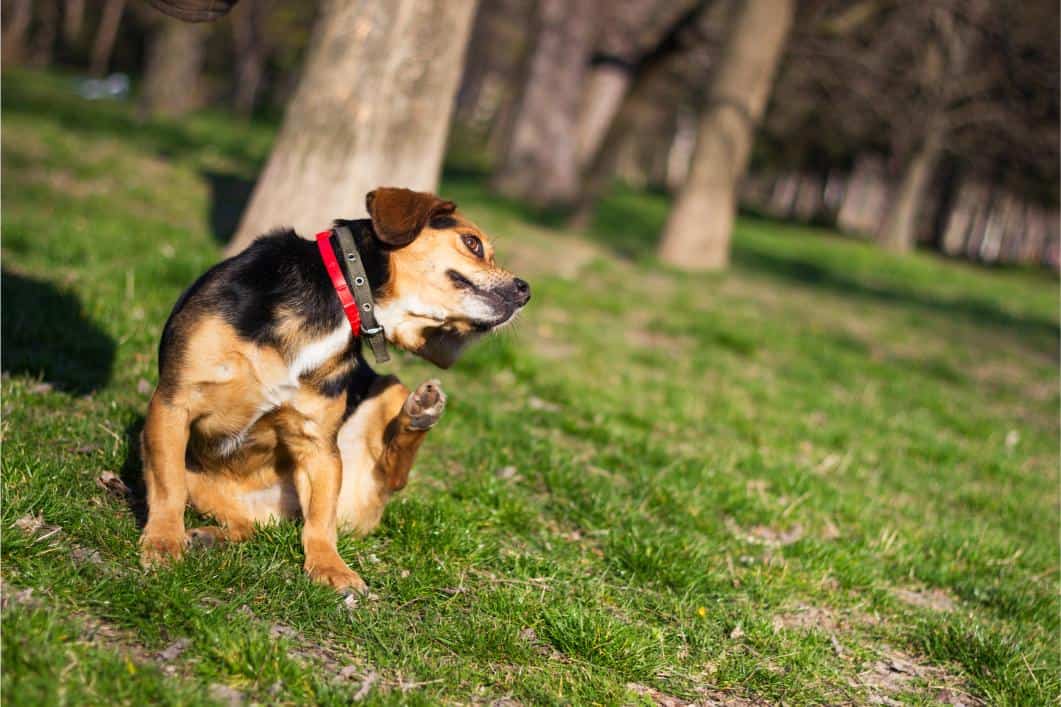Dog scratching near a grassy trail.