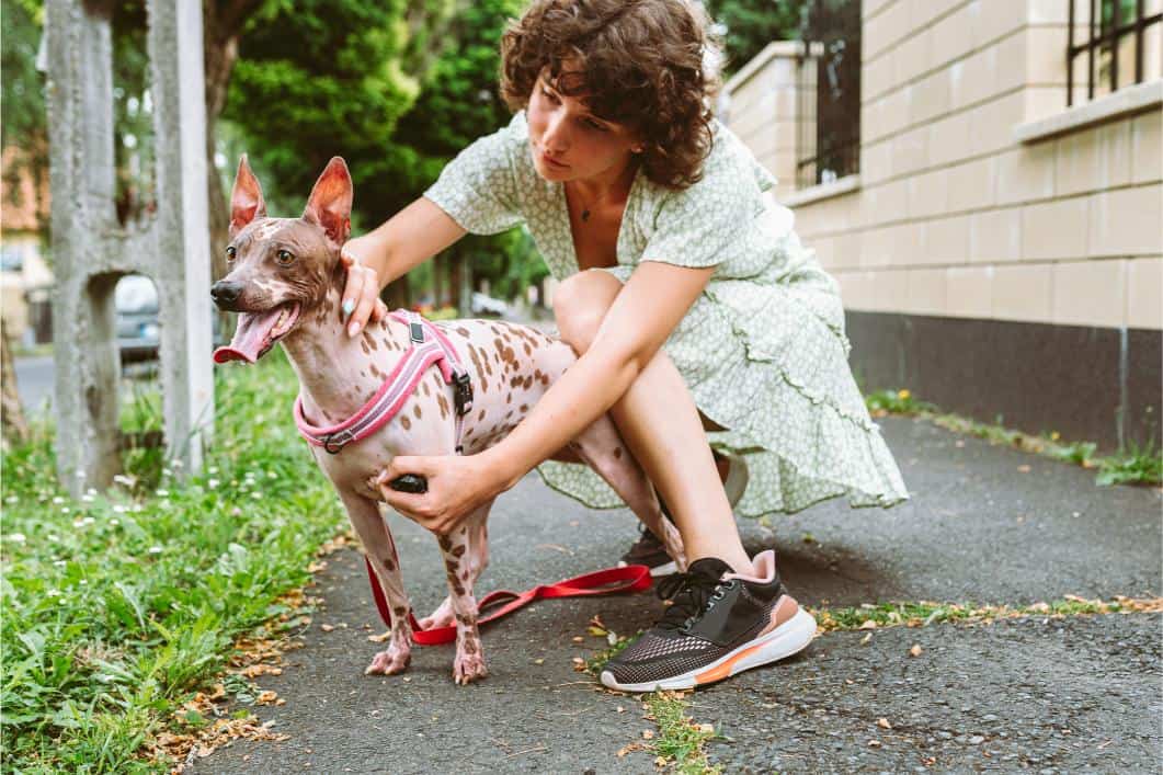 Pet owner checking their dog’s skin after a summer walk.