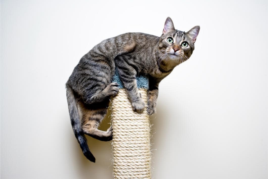 Gray kitten playing with a toy in its new home.