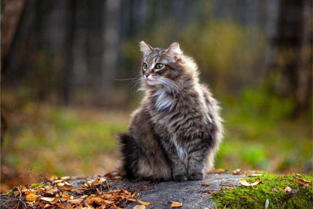 cat sitting down in a wooded park area.