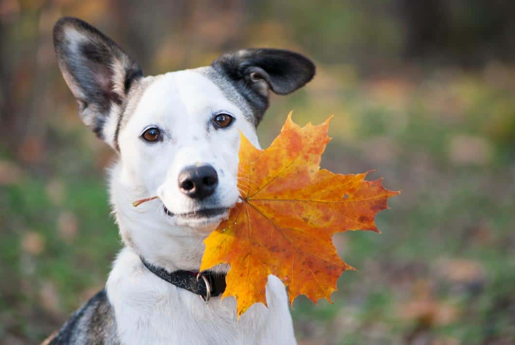 dog with leaf hanging out of its mouth .