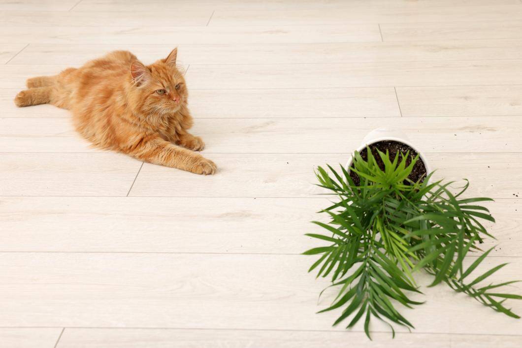 cute cat laying down near overturned houseplant.