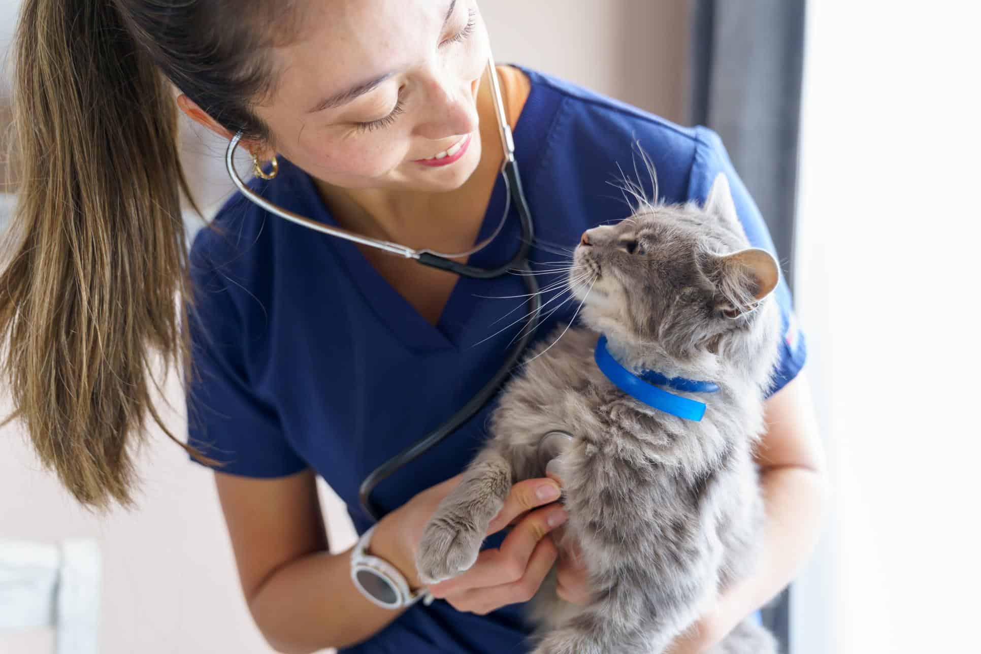 veterinarian examining a cat with stethoscope.