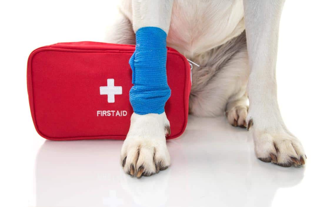 Pet First-Aid Basics for Oroville Families: Being Prepared at Home and Outdoors