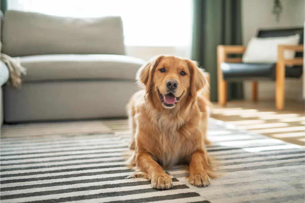 Early Fire Season Prep for Oroville Pets