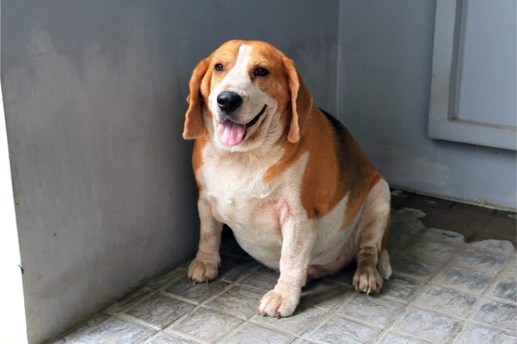 How Weight Gain Impacts Your Pet’s Lifespan