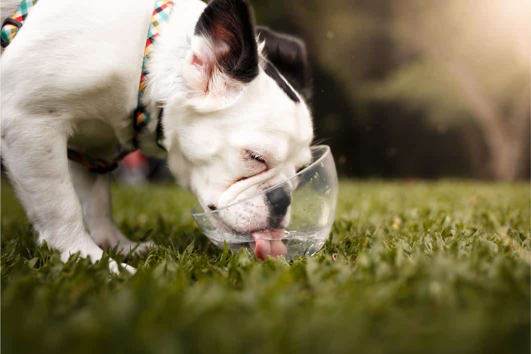 dog drinking water.