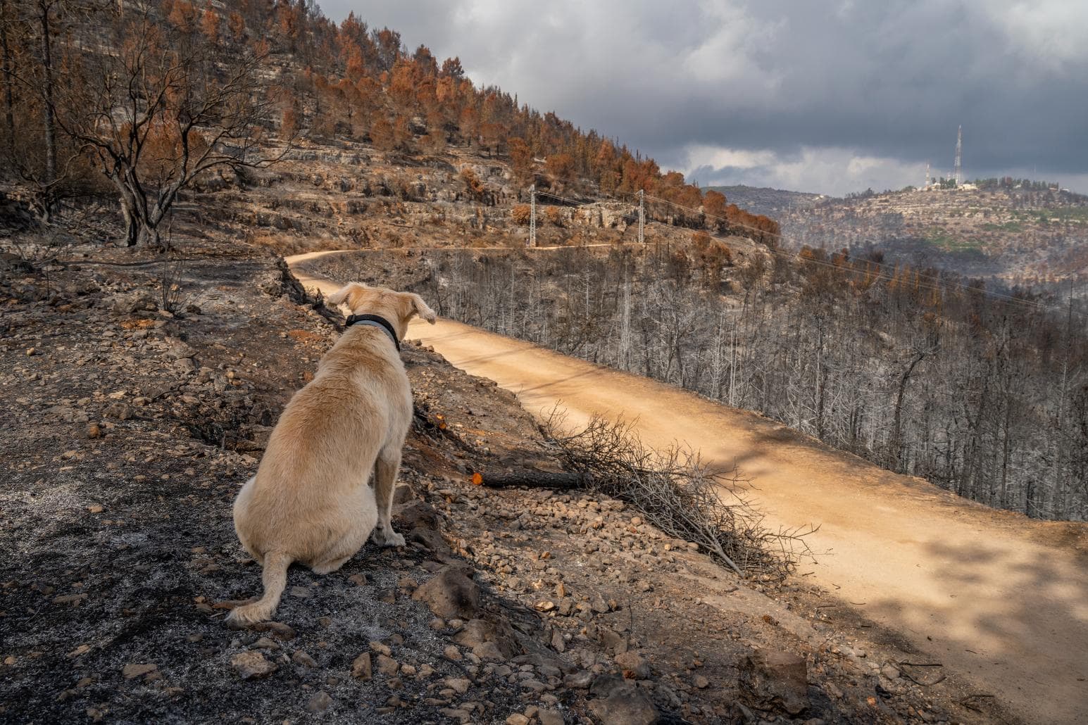 dog overlooking burn scar.