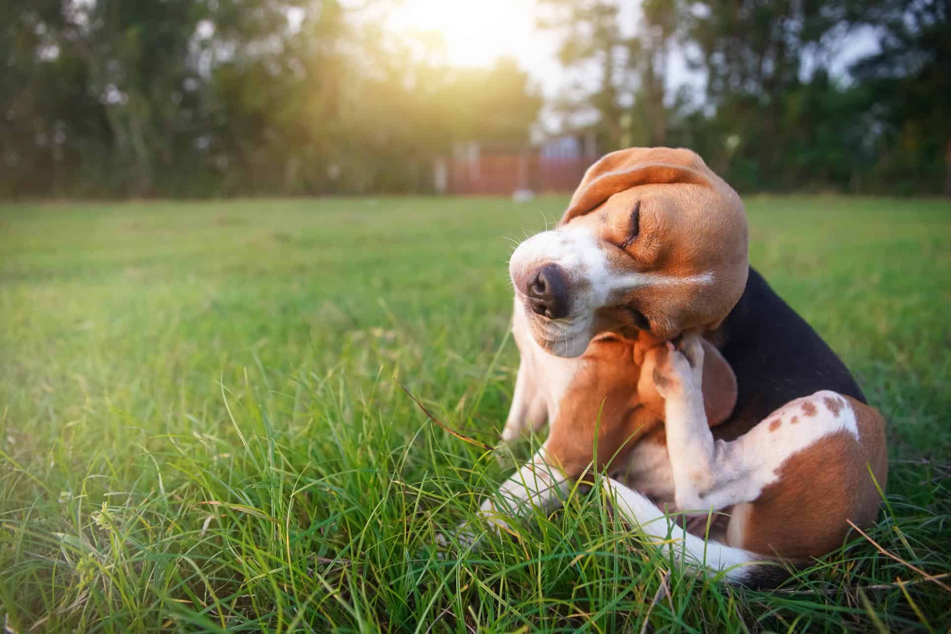 Beagle scratching itself while sitting outdoors on the grass.