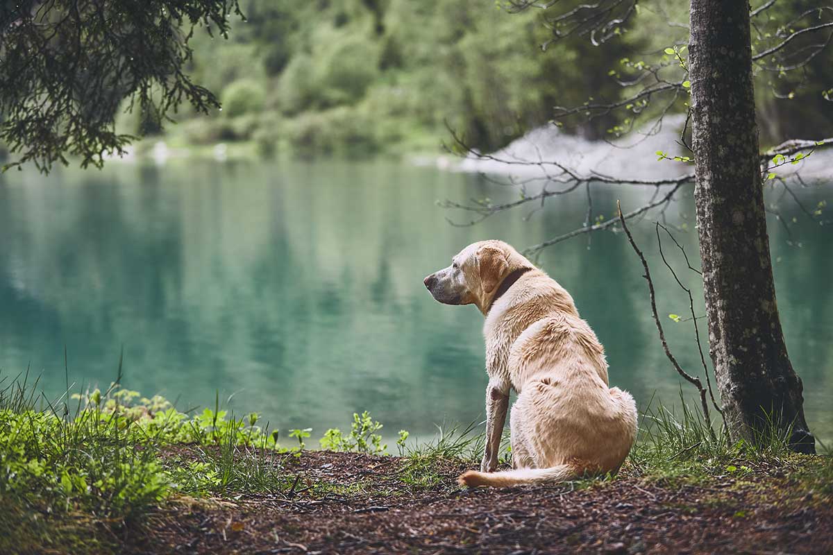 An older dog sitting next to a beautiful lake