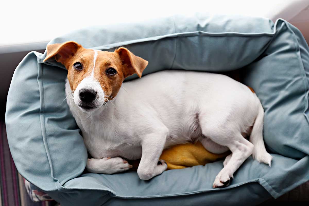 A dog laying in a bed